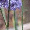 Allium caeruleum, flowers