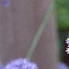 Allium caeruleum, flowers