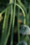 Allium cernuum, flowers