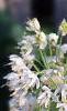Allium cernuum, flowers