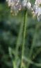 Allium cernuum, flowers