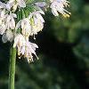Allium cernuum, flowers