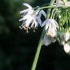 Allium cernuum, flowers