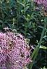Allium christophii, habit