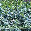 Allium christophii, habit