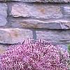 Allium christophii, habit