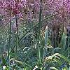 Allium christophii, habit