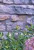 Allium christophii, habit