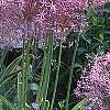 Allium christophii, habit