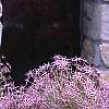 Allium christophii, habit