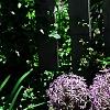 Allium christophii, habit
