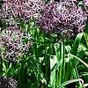 Allium christophii, habit