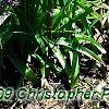 Allium christophii, habit