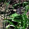 Allium christophii, habit