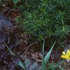 Allium moly, habit