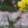Allium moly, flowers