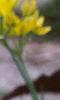 Allium moly, flowers