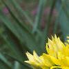 Allium moly, flowers