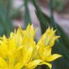 Allium moly, flowers