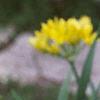 Allium moly, flowers