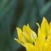 Allium moly, flowers