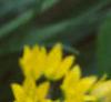 Allium moly, flowers