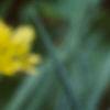 Allium moly, flowers