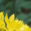 Allium moly, flowers
