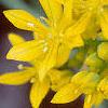 Allium moly, flowers