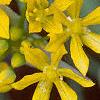 Allium moly, flowers