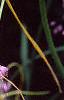 Allium carinatum subsp. pulchellum, flowers