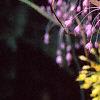 Allium carinatum subsp. pulchellum, flowers