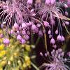 Allium carinatum subsp. pulchellum, flowers