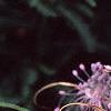 Allium carinatum subsp. pulchellum, flowers