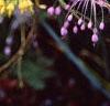 Allium carinatum subsp. pulchellum, flowers