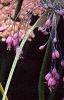 Allium carinatum subsp. pulchellum, flowers