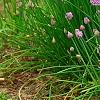 Allium schoenoprasum, habit