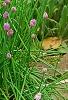 Allium schoenoprasum, habit