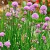 Allium schoenoprasum, habit