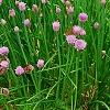 Allium schoenoprasum, habit