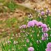 Allium schoenoprasum, habit