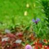Allium schoenoprasum, habit