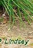 Allium schoenoprasum, habit