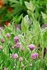 Allium schoenoprasum, habit
