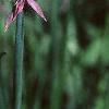 Allium schoenoprasum, flowers
