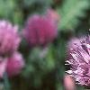 Allium schoenoprasum, flowers