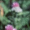 Allium schoenoprasum, flowers