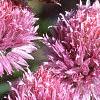 Allium schoenoprasum, flowers