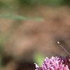 Allium schoenoprasum, flowers