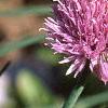 Allium schoenoprasum, flowers